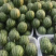 【🍉小吊瓜】辽宁全美2K小糖丸西瓜保熟保甜可对接全国