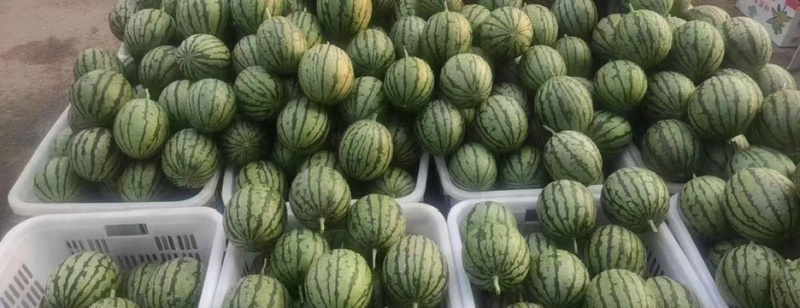 【🍉小吊瓜】辽宁全美2K小糖丸西瓜保熟保甜可对接全国