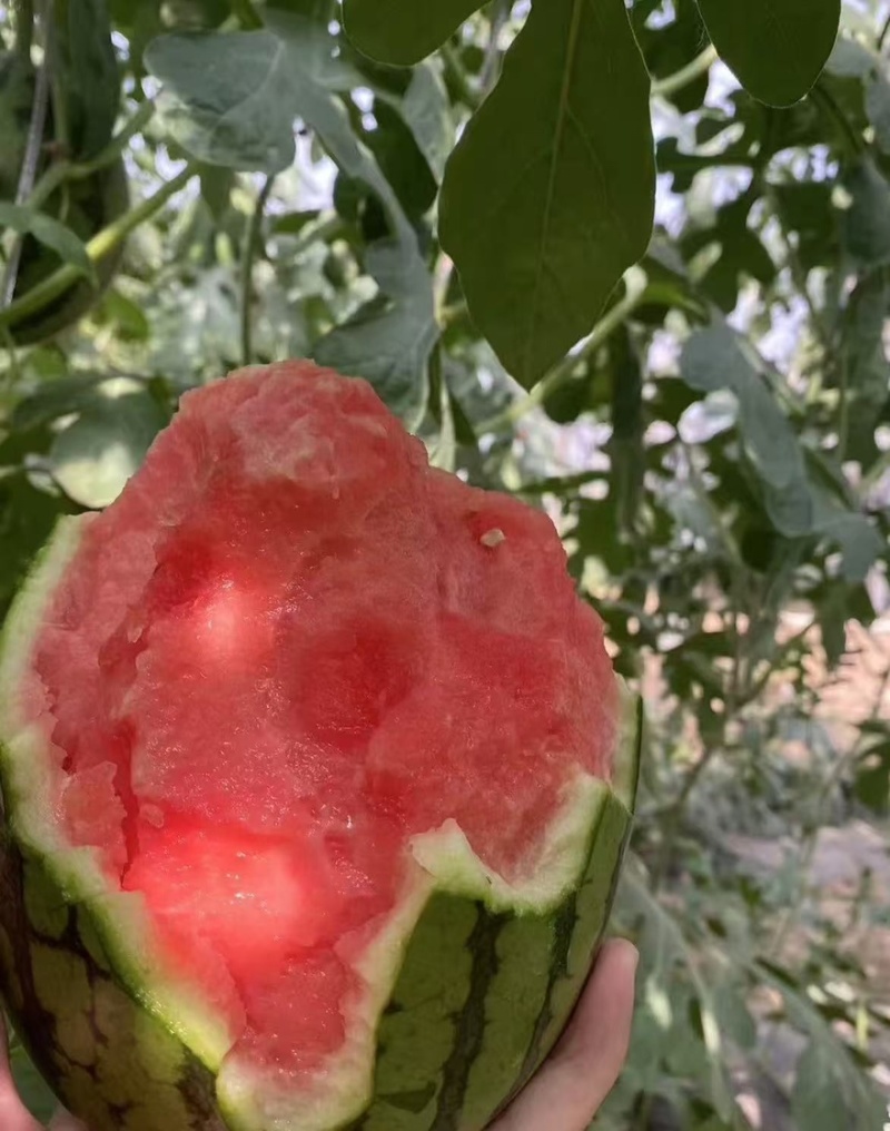 【🍉小吊瓜】辽宁全美2K小糖丸西瓜保熟保甜可对接全国
