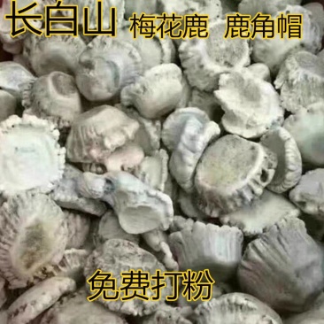 鹿角帽东北长白山鹿角帽自然脱落可代打粉