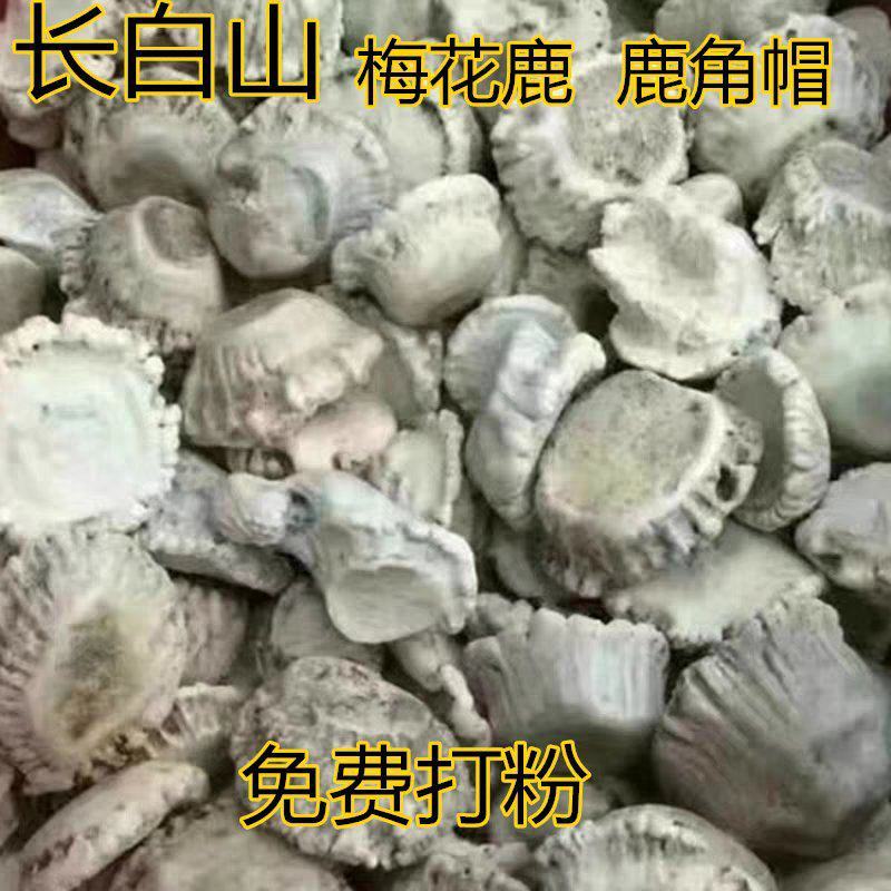 鹿角帽东北长白山鹿角帽自然脱落可代打粉