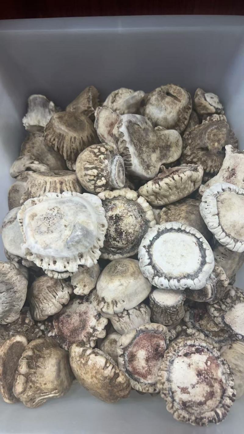 鹿角帽东北长白山鹿角帽自然脱落可代打粉