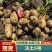 内蒙货源充足沃土5号土豆可视频看货