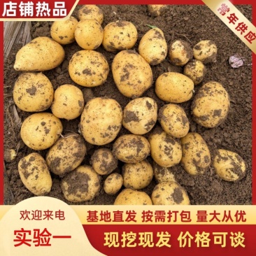 实验1号土豆，黄皮黄心土豆，内蒙产地直发可视频看货