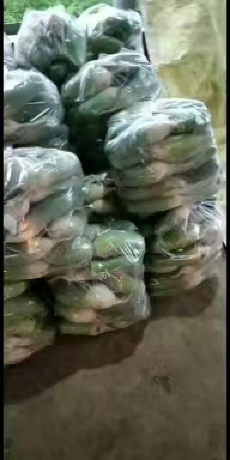 河南开封青萝卜大量上市中，一手货源视频看货，欢迎致电