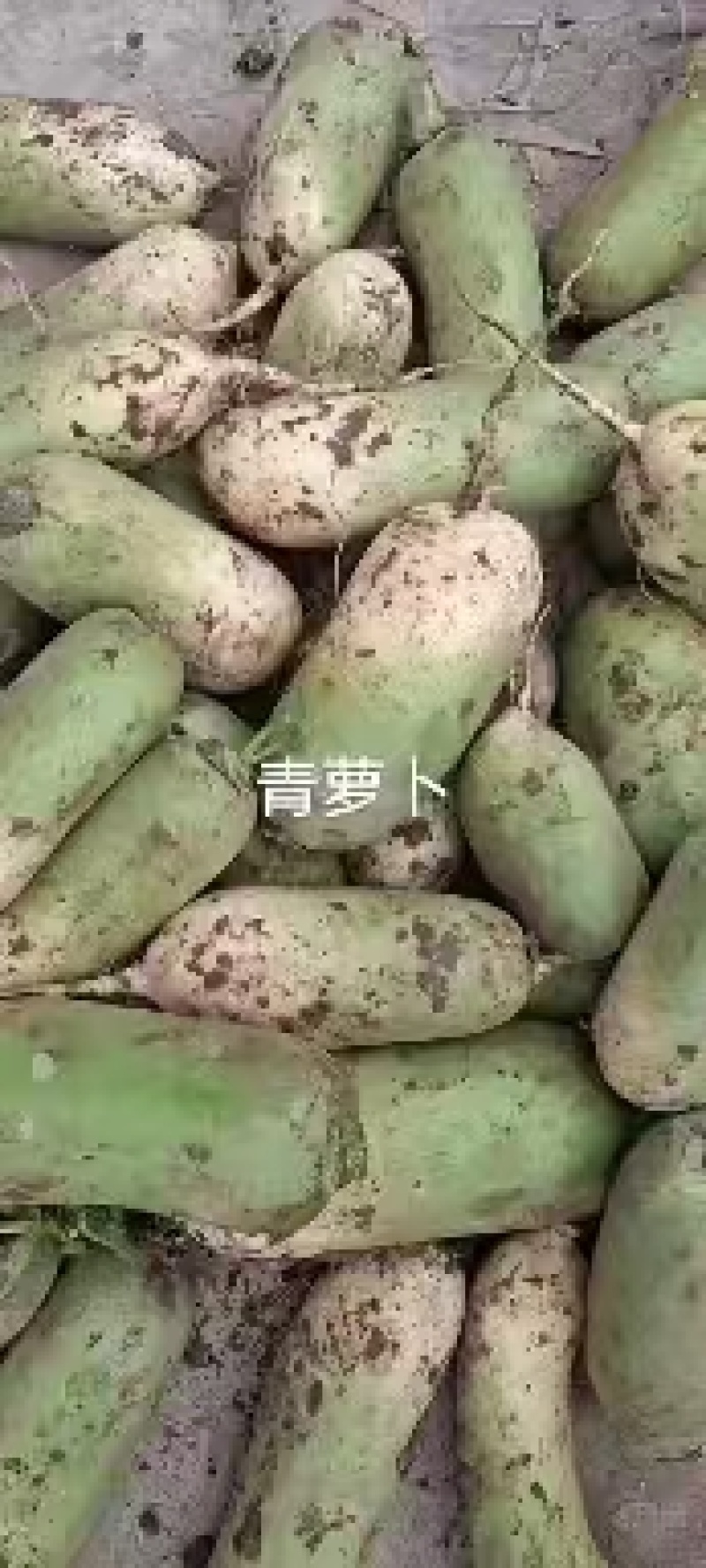 河南开封青萝卜大量上市中，一手货源视频看货，欢迎致电