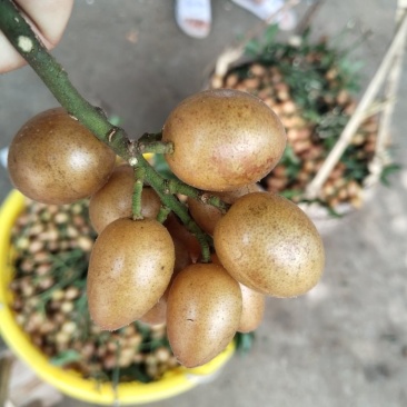 鸡心黄皮果，无籽黄皮，土黄皮，大鸡心小鸡心黑金刚贵妃