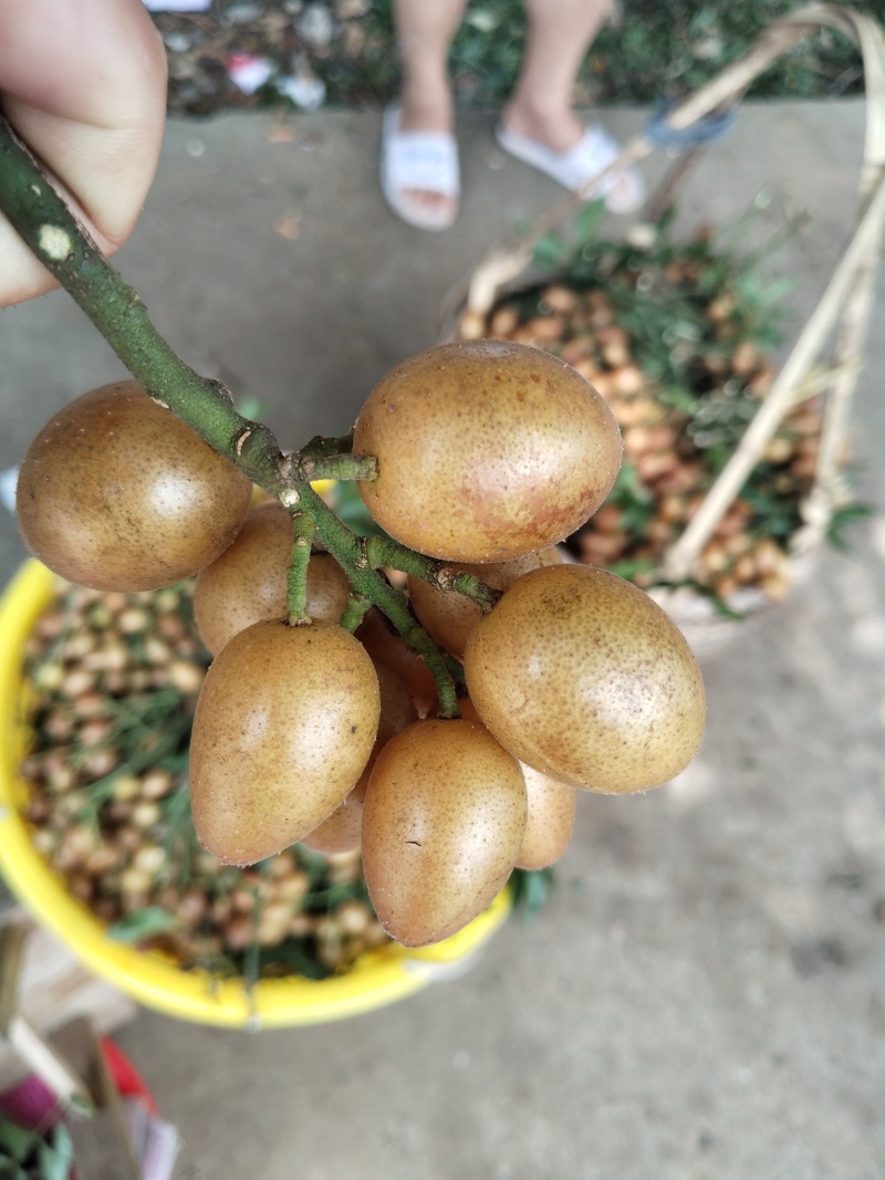 鸡心黄皮果，无籽黄皮，土黄皮，大鸡心小鸡心黑金刚贵妃