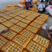 《精选》云南人参果基地直发保质保量全国发货一条龙服务