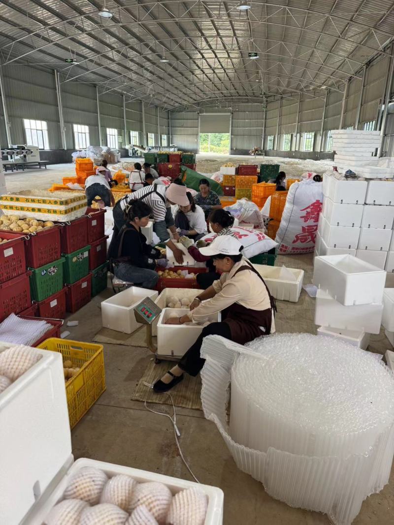 《精选》云南人参果基地直发保质保量全国发货一条龙服务
