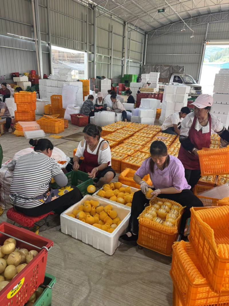 《精选》云南人参果基地直发保质保量全国发货一条龙服务