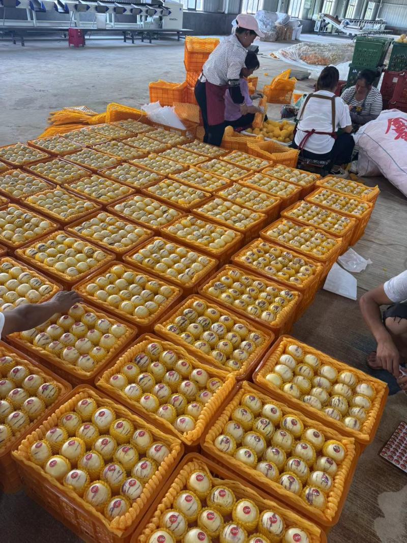 《精选》云南人参果基地直发保质保量全国发货一条龙服务