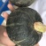 贝贝南瓜