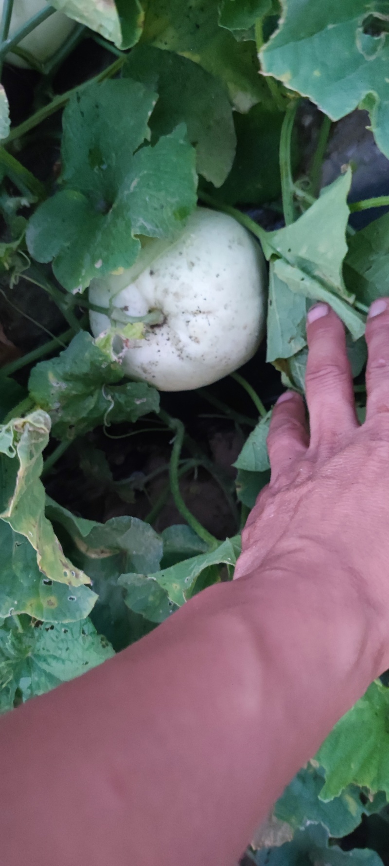 甜瓜批发