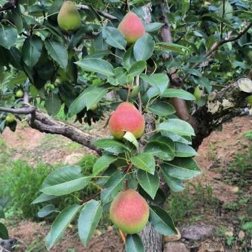 八月红梨