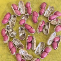 精品两粒红