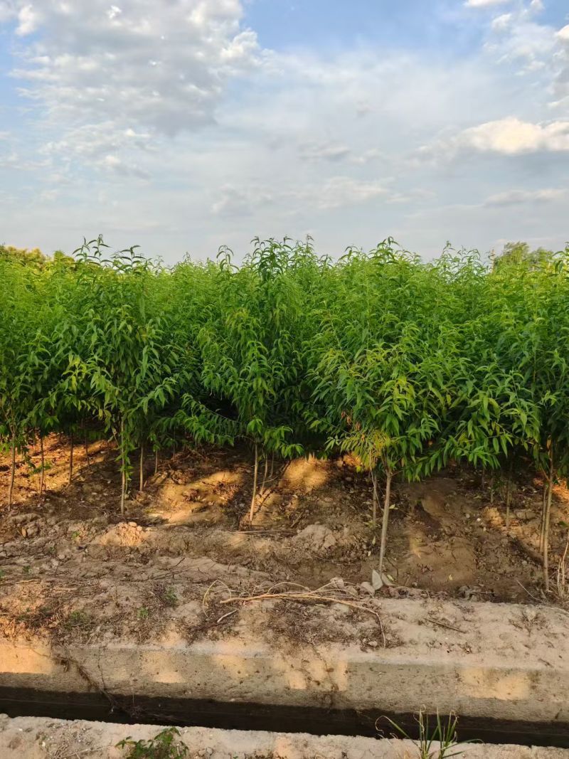 陕西山桃树米荆3~5厘米分枝120厘米冠福130厘