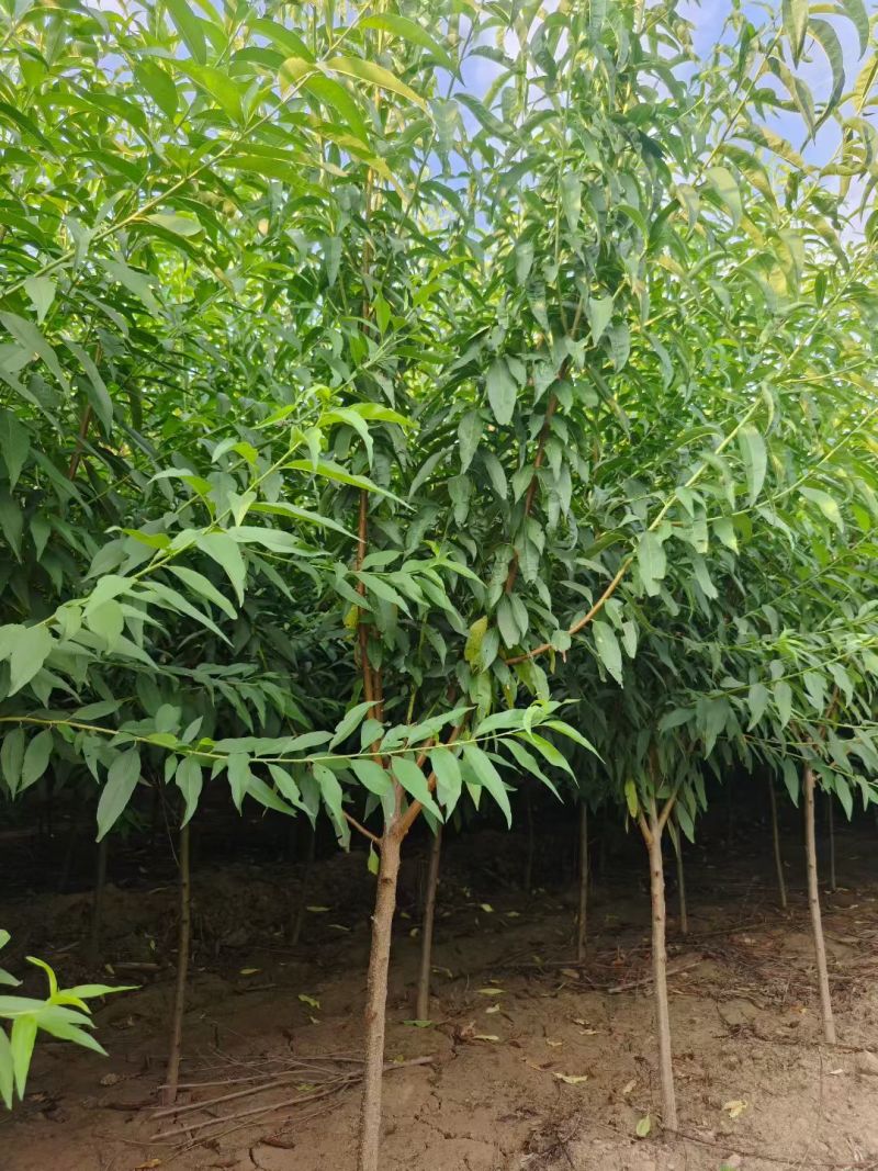 陕西山桃树米荆3~5厘米分枝120厘米冠福130厘