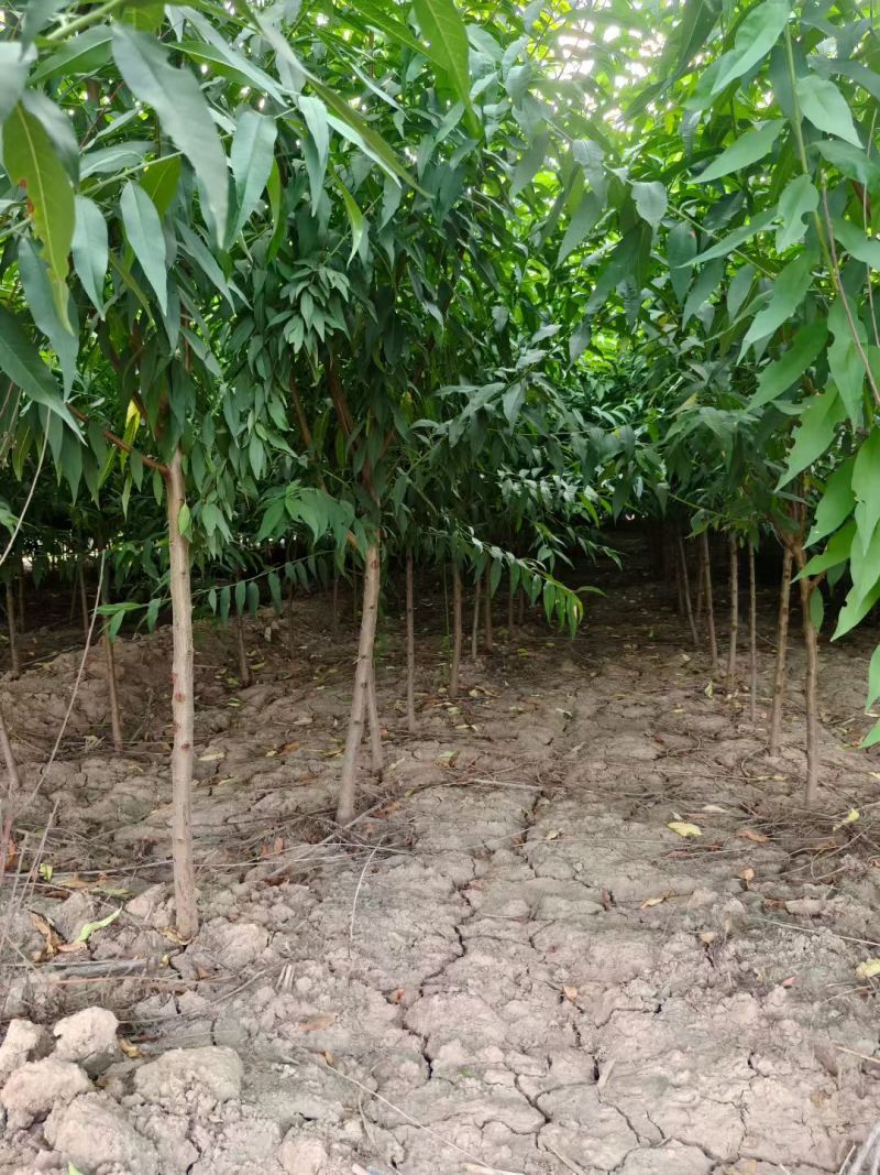 陕西山桃树米荆3~5厘米分枝120厘米冠福130厘
