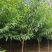 陕西山桃树米荆3~5厘米分枝120厘米冠福130厘
