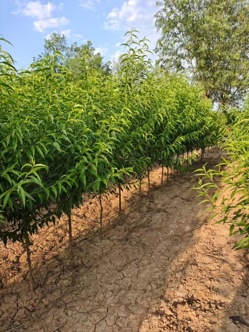 陕西山桃树米荆3~5厘米分枝120厘米冠福130厘