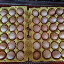 自家养殖场出售粉壳蛋