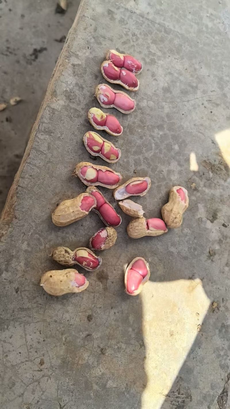 精品四粒红，白沙