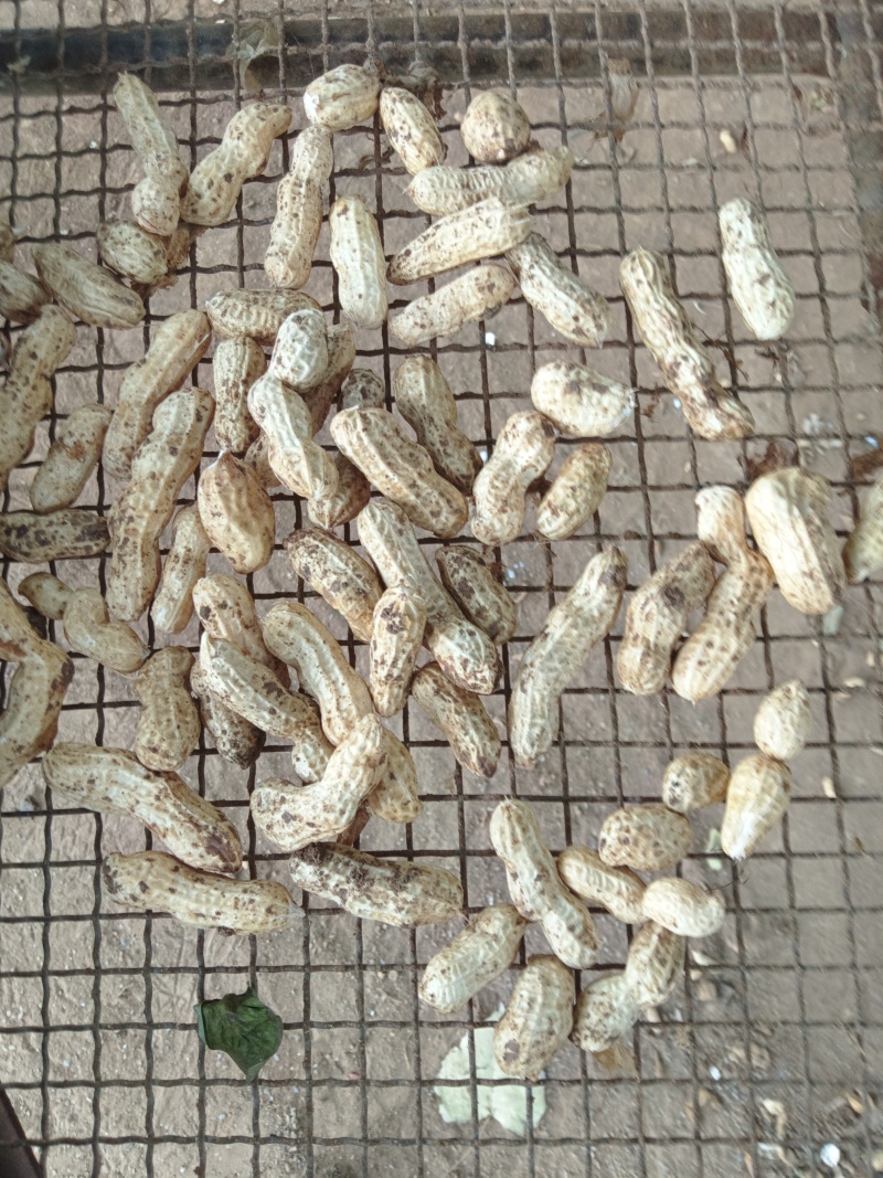 精品四粒红，白沙