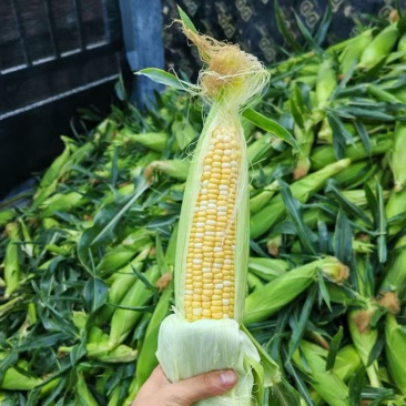 精品玉米