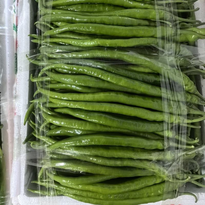 高山线椒大量有货薄皮