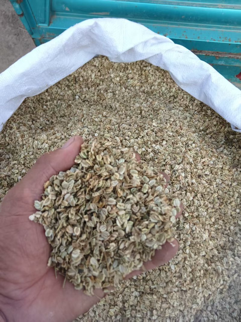 白芷种子，安徽亳州，药材之乡常年大量供应品质保证