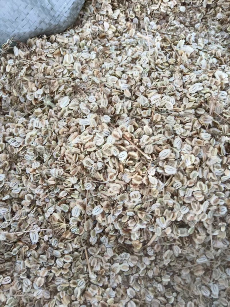 白芷种子，安徽亳州，药材之乡常年大量供应品质保证