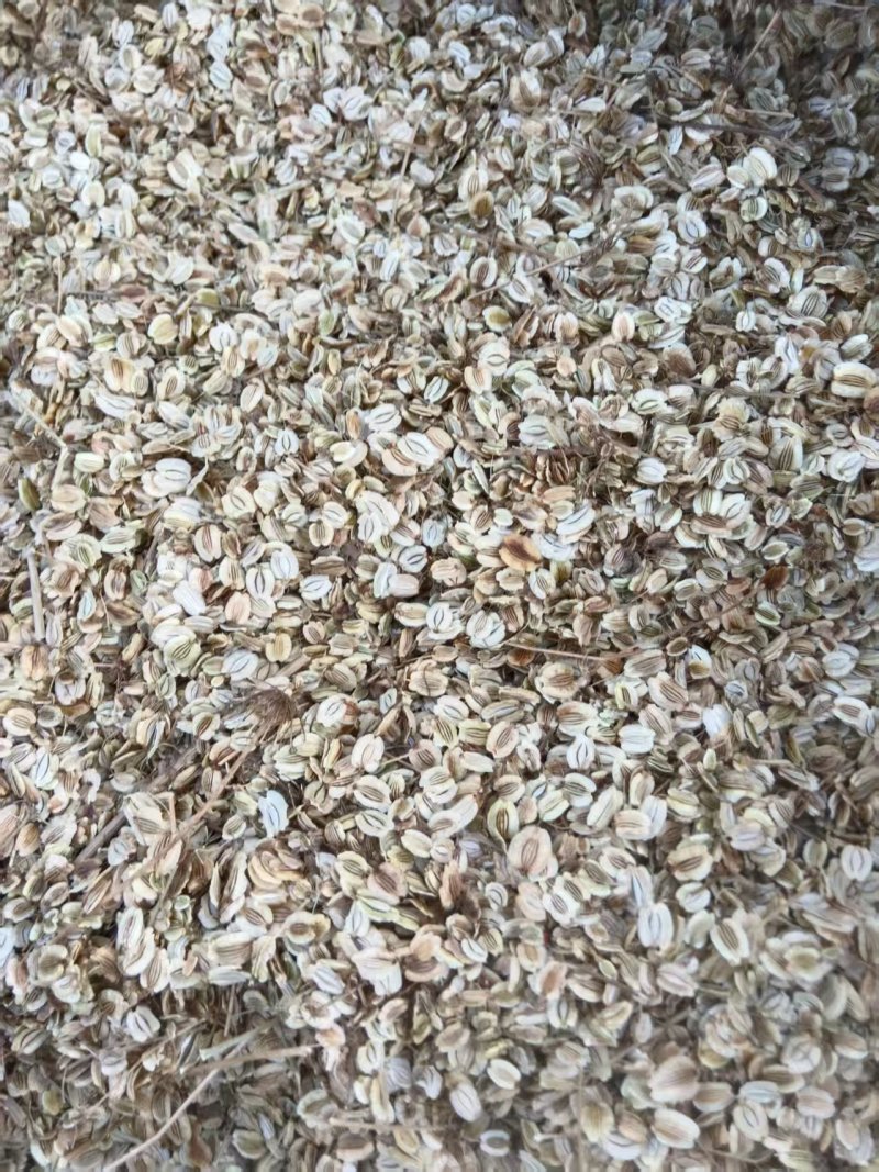 白芷种子，安徽亳州，药材之乡常年大量供应品质保证