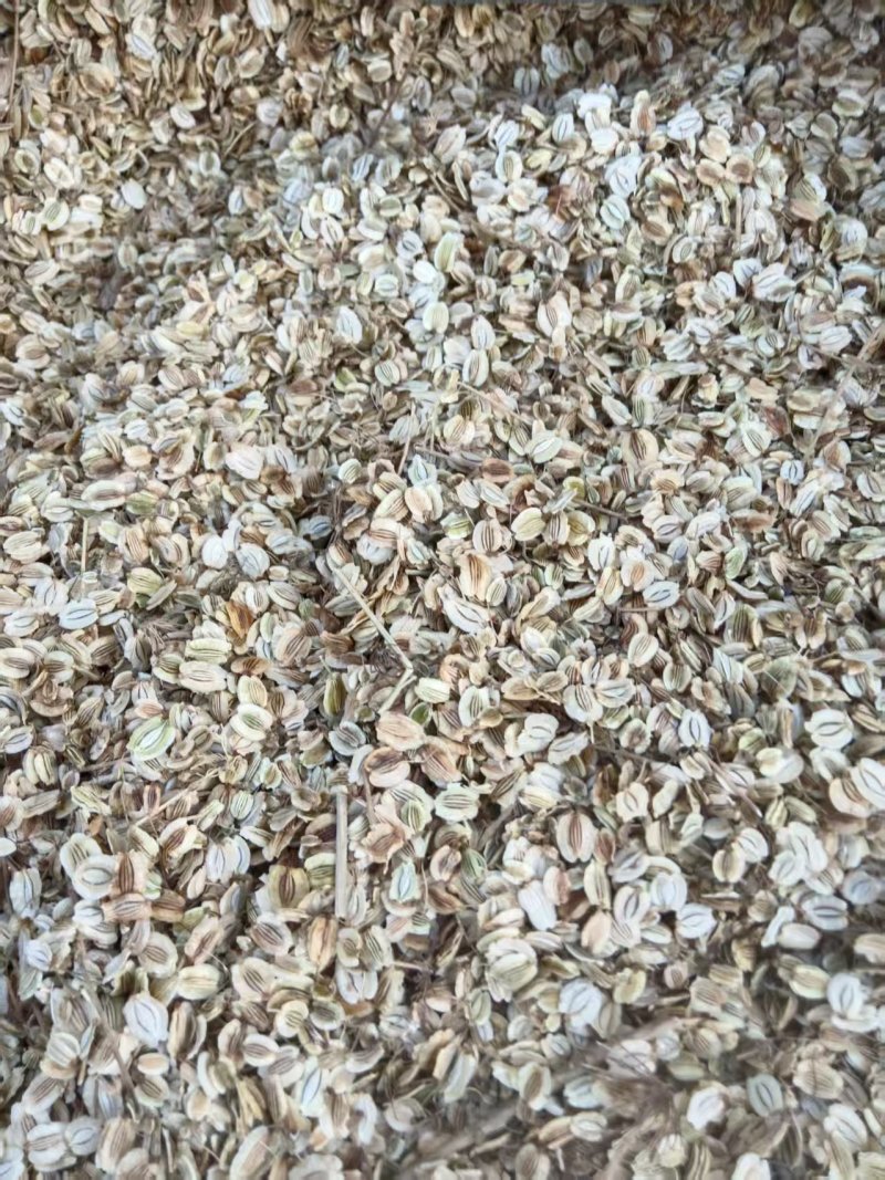 白芷种子，安徽亳州，药材之乡常年大量供应品质保证