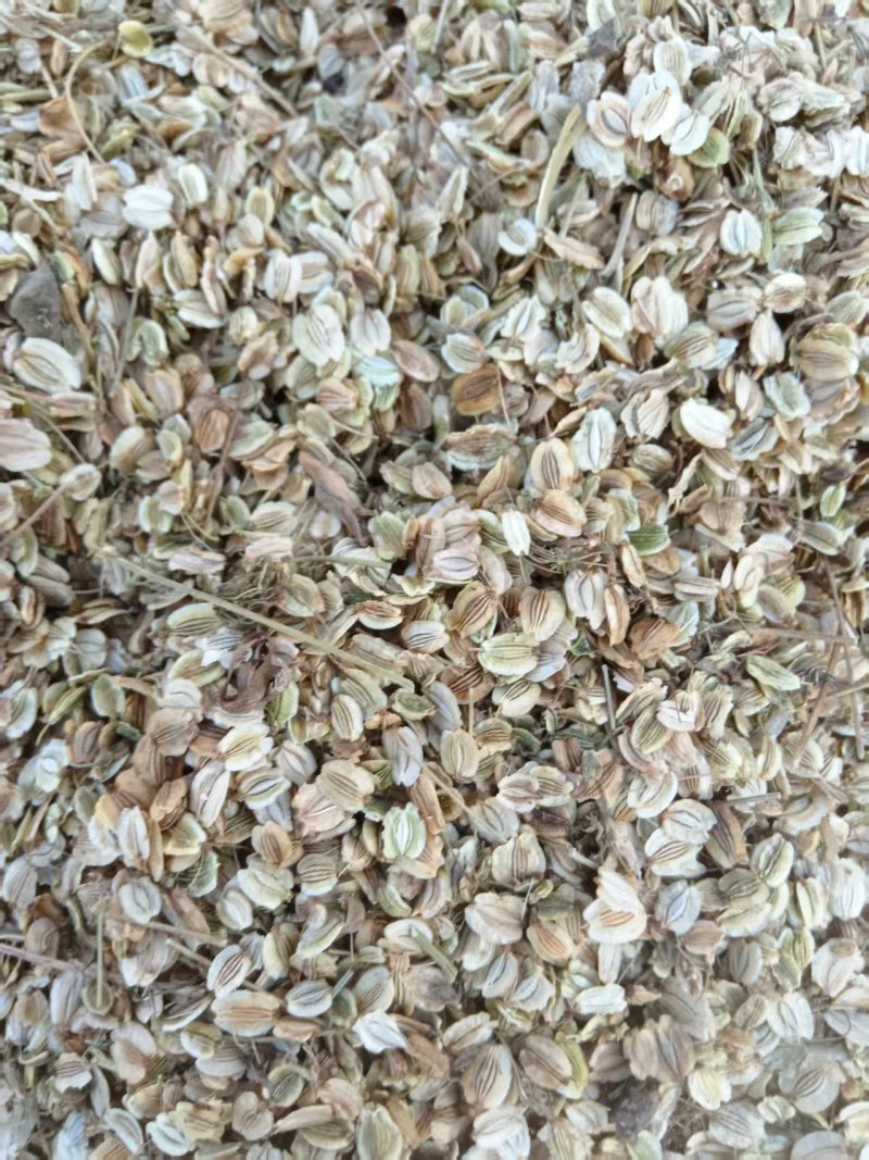 白芷种子，安徽亳州，药材之乡常年大量供应品质保证