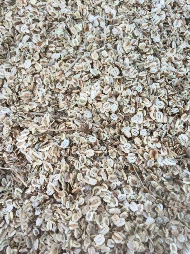 白芷种子，安徽亳州，药材之乡常年大量供应品质保证