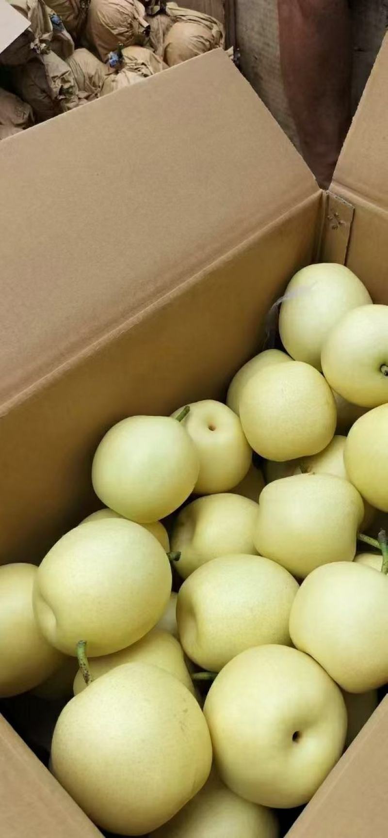 河北赵县精品皇冠梨产地发货一手货源批发品质保证全国发货