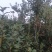 鲁丽苹果