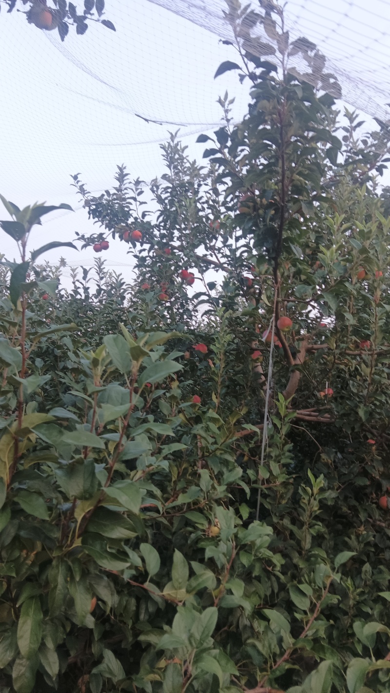 鲁丽苹果