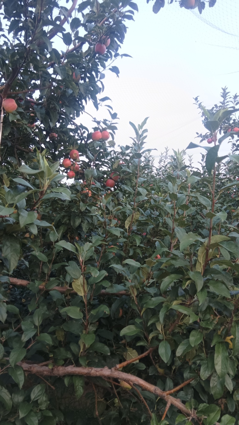 鲁丽苹果