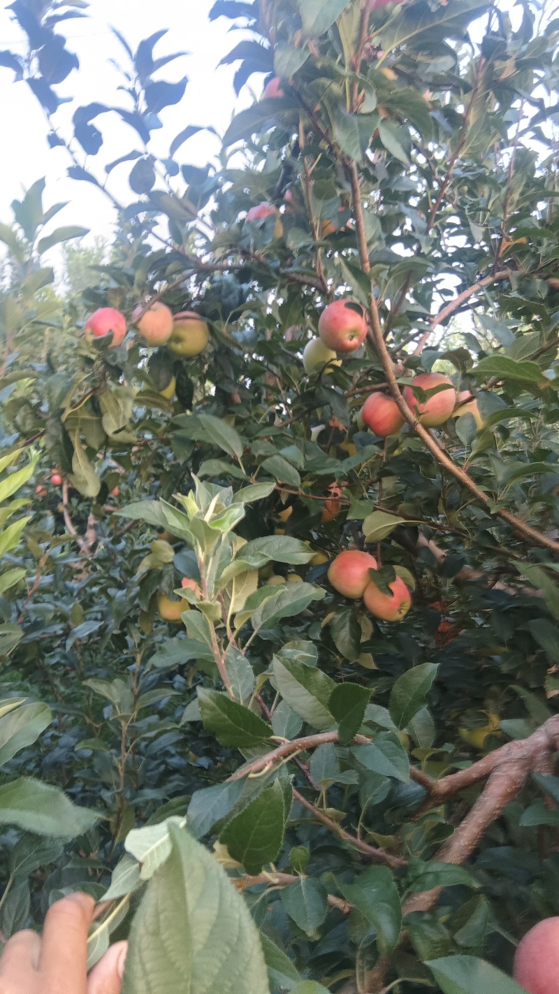 鲁丽苹果