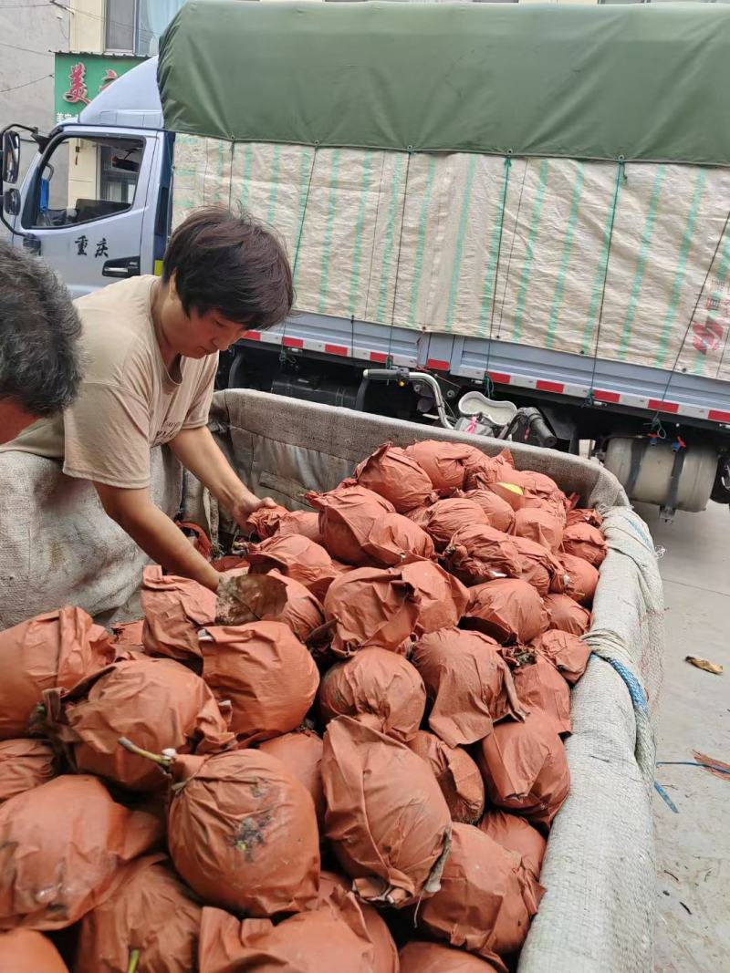 河北赵县精品雪花梨产地发货一手货源批发品质保证价格便宜