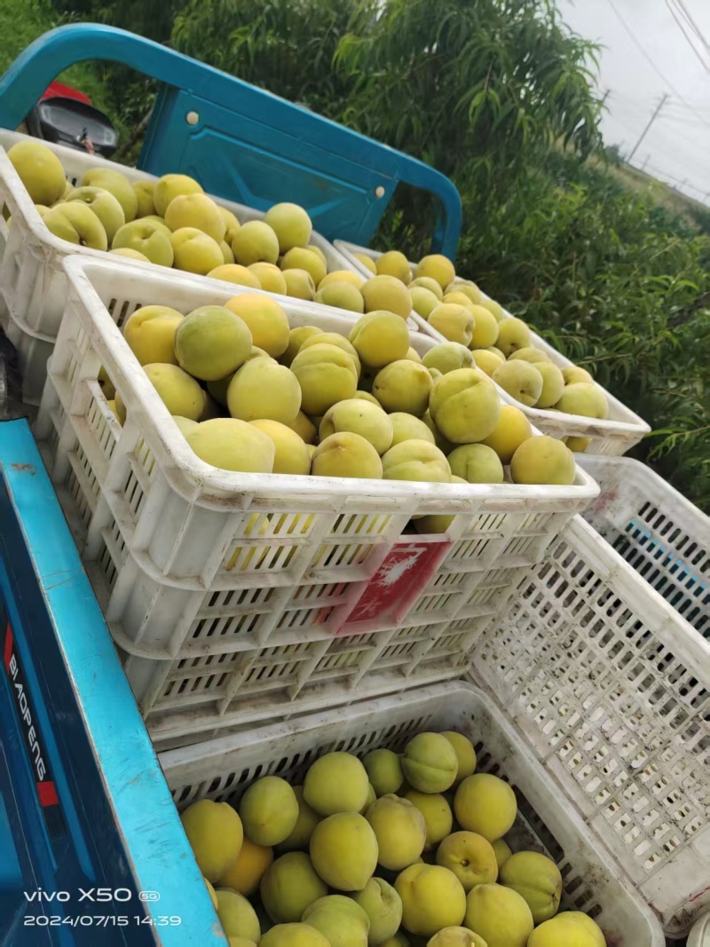 山东临沂锦绣黄桃大量接单产地直发量大从优欢迎来电