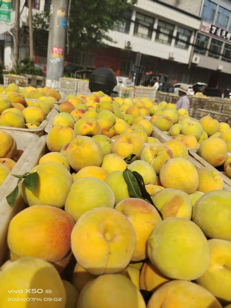 山东临沂锦绣黄桃大量接单产地直发量大从优欢迎来电