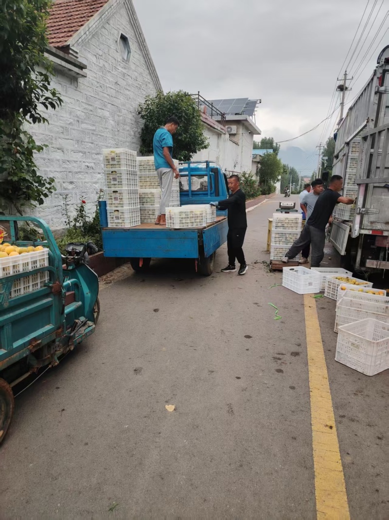 【推荐】山东黄桃大量接单品质保证量大从优欢迎下单