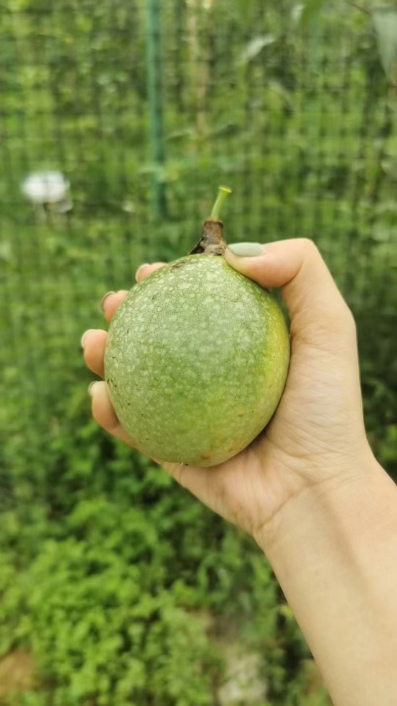 钦蜜9号黄金百香果