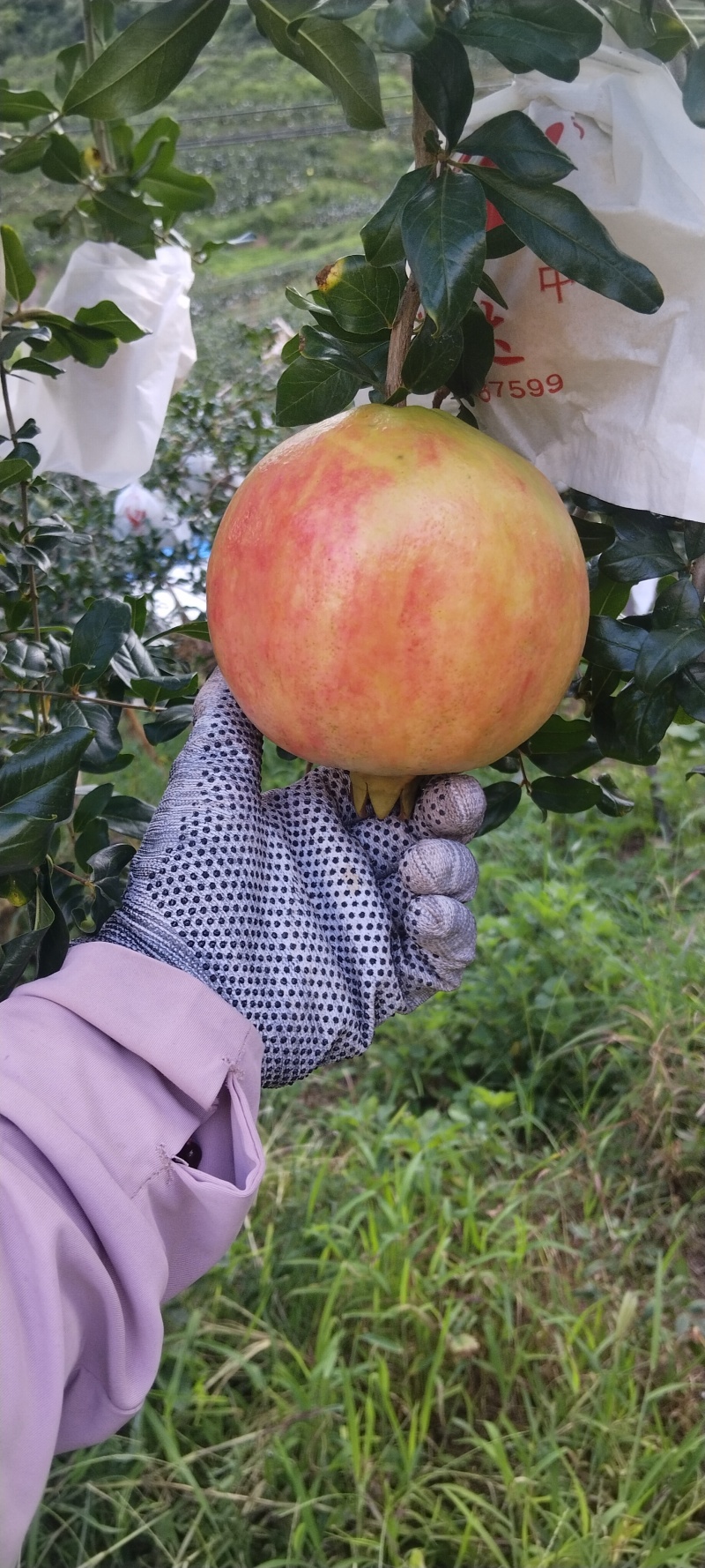 会理突尼斯软籽石榴