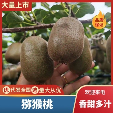 精品猕猴桃上市软籽绿心猕猴桃徐香猕猴桃产地直发