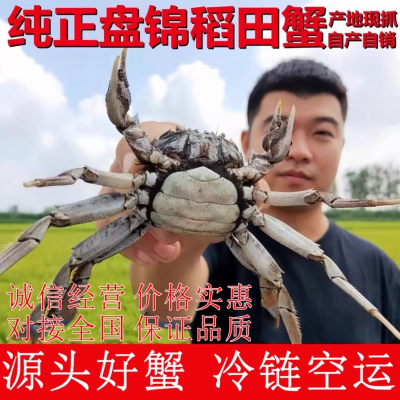 盘锦河蟹稻田蟹老头蟹一元蟹规格齐全批发优惠