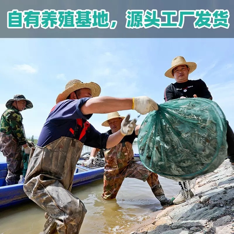 盘锦河蟹稻田蟹老头蟹一元蟹规格齐全批发优惠